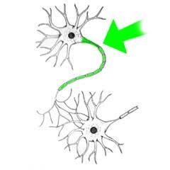 Axon Axon: neural impulses are sent through the ends In some neurons (brain) axons are very short.