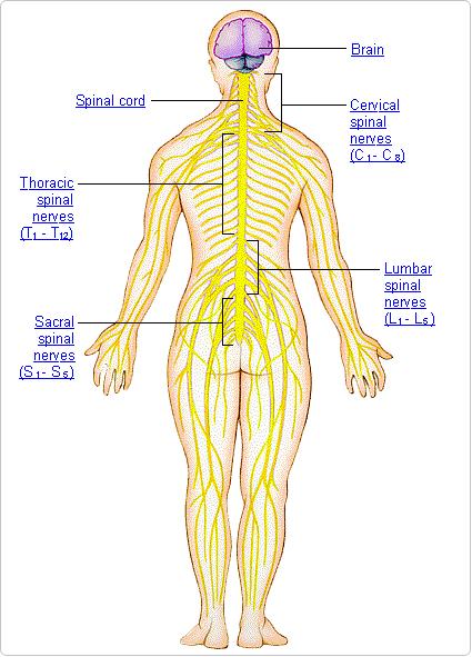 The Central Nervous System CNS The Central Nervous System includes the brain and the spinal cord.