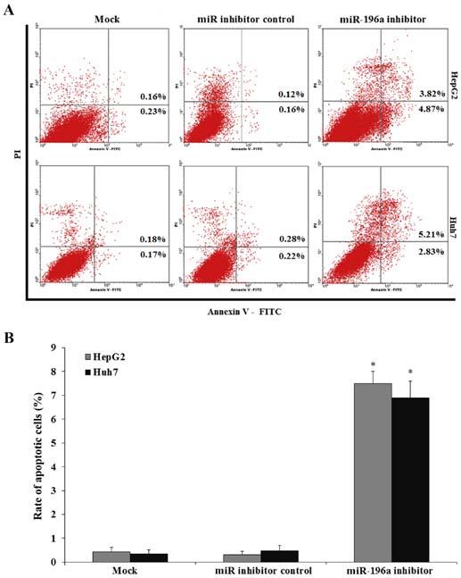 yang et al: mir-196a regulates liver cancer cell proliferation 2151 Figure 4. Downregulation of mir-196a induces human liver cancer cell apoptosis.
