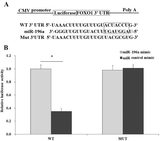 2152 Figure 6. FOXO1 is a direct target of mir-196a. (A) The binding sites of mir-196a in the human FOXO1 gene. (B) Dual-Luciferase assay confirmed that FOXO1 is a direct target of mir-196a.