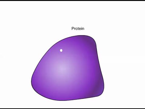 Animation: Protein