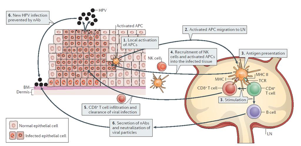 Natural immune control of HPV infection: the action of neutralizing antibodies (nabs) vs.