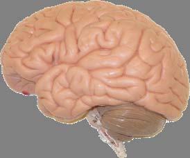Introduction to the brain Humans have the most complex brain of any animal on earth.