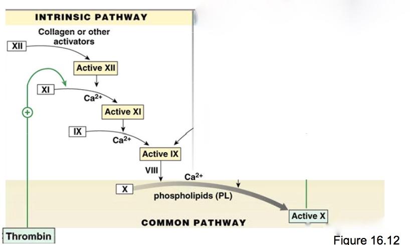 Intrinsic Pathway von Willebrand Factor regulates VIII Vitamin K required for