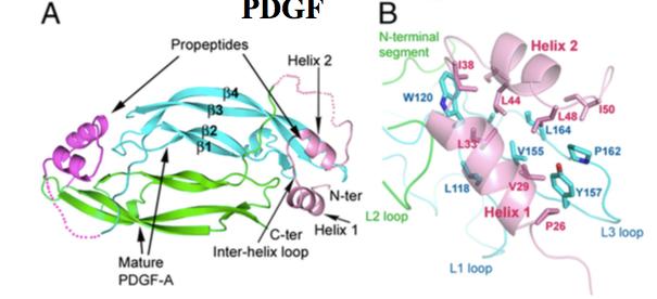 Platelet Derived Growth Factor PDGF-A, PDGF-B, PDGF-C, PDGF-D