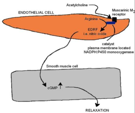 Nitric Oxide 1992: Molecule of the Year Endothelium -> Nitric Oxide -> cgmp -> smooth muscle relaxation ->