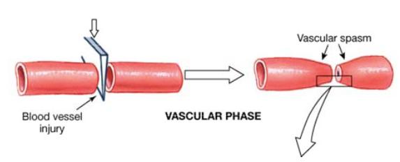 1. Vascular Phase initial: neurogenic and myogenic control prolonged by: