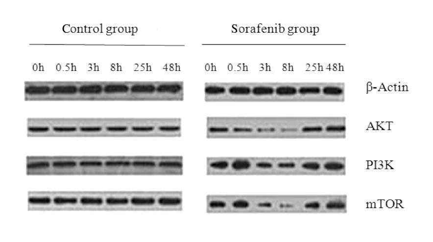 220 Sorafenib inhibits liver cancer growth Table 4.