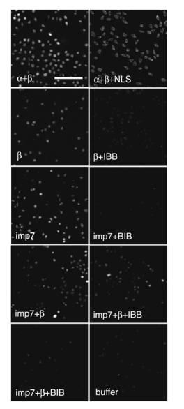 Supplementary Figure 2. Nuclear import of integrase is inhibited by specific competitors. Import assays were performed in permeabilised HeLa cells for 15 minutes at 25 0 C in the presence of 0.