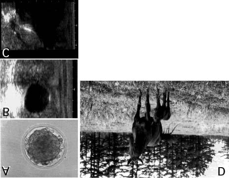 EMBRYO AND OOCYTE CRYOPRESERVATION 15 Fig. 1. The first pregnancy and new-born foal derived from a vitrifiedwarmed equine embryo. (A) Post-warm Day-6 embryo transferred.