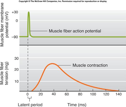 Figure 9-10 The latent period between excitation and development of tension in a skeletal muscle includes