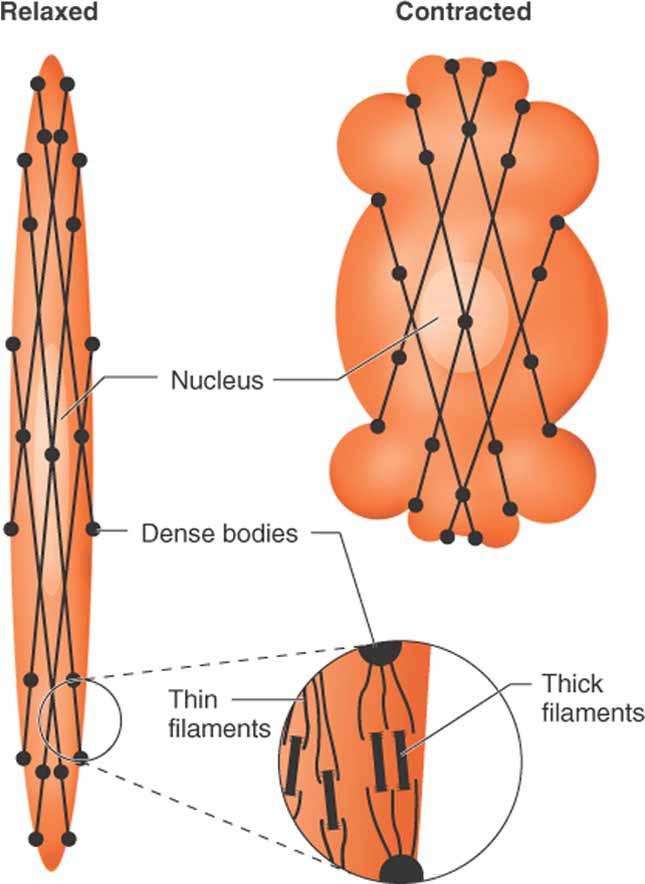 Figure 9-33 Thick (myosin-based) and thin (actin-based) filaments, biochemically