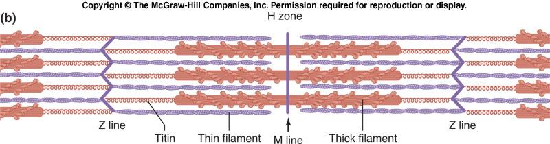 The sarcomere is composed of: thick filaments called myosin, anchored in