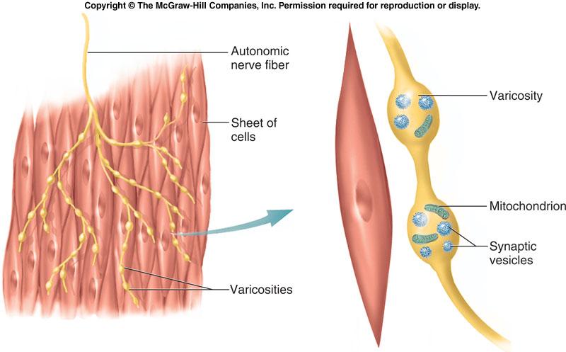 Innervation of smooth