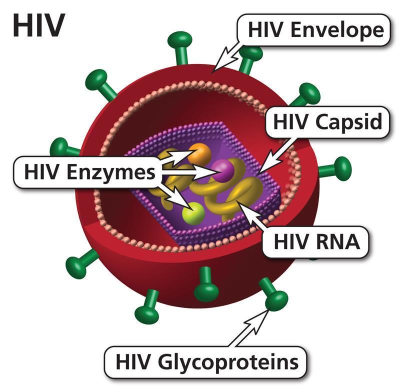 Etiology HIV is an enveloped single-stranded RNA retrovirus