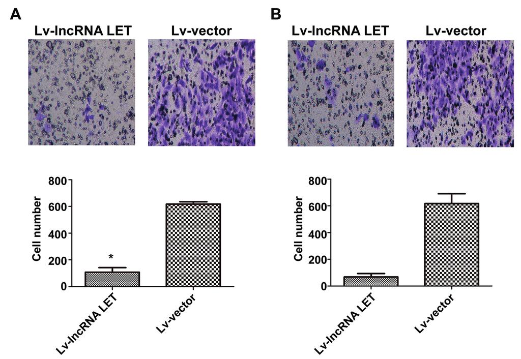 Effect of lncrna LET on proliferation and invasion of osteosarcoma cells Figure 4. A, Up-regulation of lncrna LET repressed cell migration via transwell method.