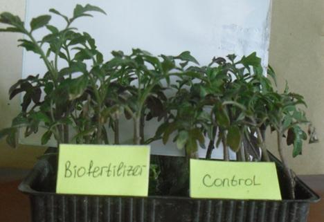 Data showed synergistic effect using disease control intensities, in this case, synergistic effect between biofertilizer and oligochitosan is clearly positive /Table 1/. Table1.