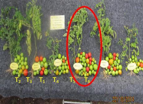 (Rhizobacterial biofertilizer + Oligochitosan 14)/(Rhizobacterial biofertilizer) Height of plant, cm 67,4 73,3 108.8 Number of fruit per plant 22 24 109.1 Weight of fruit per plant 1114.0 1147.