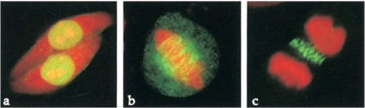 Figure1.3: Dividing mammalian cells showing PRC1 stained in green and DNA stained in red. PRC1 is located inside the nucleus during interphase and localizes to the central spindle during mitosis.