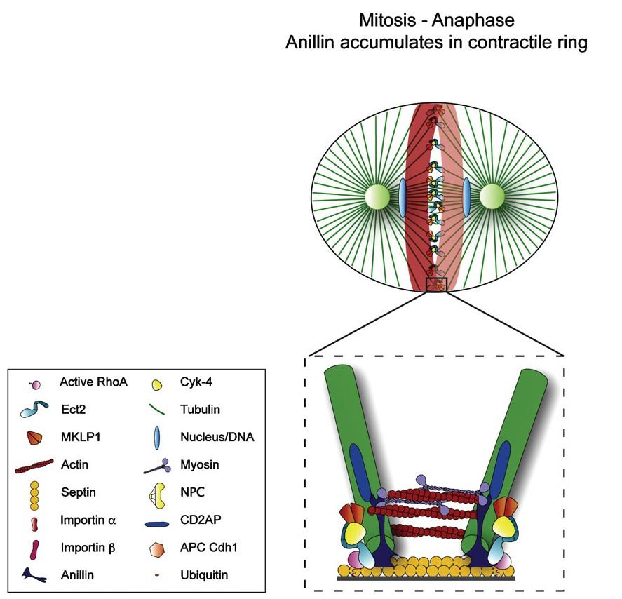 Figure1.4: A schematic of mammalian cells showing anillin accumulation in the contractile ring (shown in transparent red).