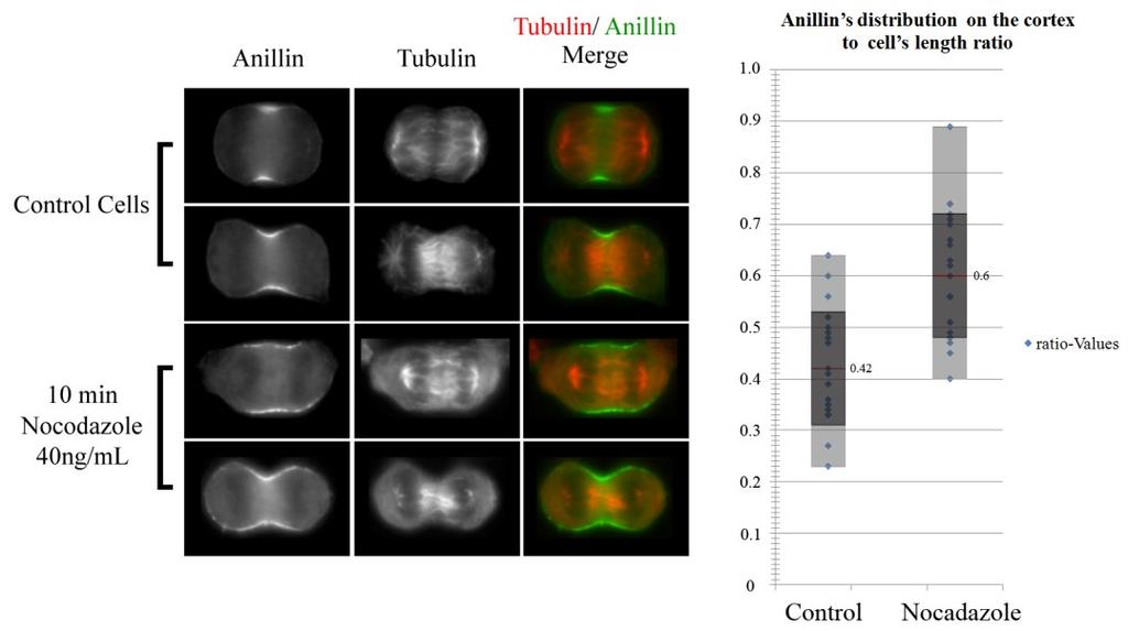 * Figure 3.2 Astral microtubules restrict anillin localization. Dividing Hela cells treated with nocodazole were fixed and co-stained for anillin (green) and tubulin (red).