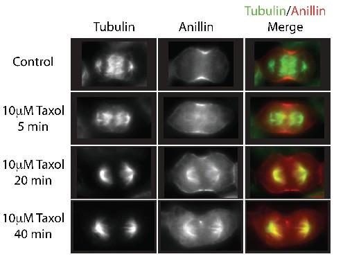 * Figure 3.4: Anillin s cortical localization depends on microtubule instability.