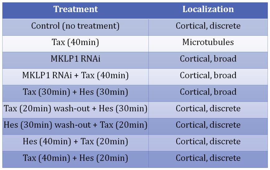 Table 3.1: The different treatments of HeLa cells showed that anillin s localization to taxol-stabilized microtubules is dependent on central spindle microtubules. 3.6 Anillin localizes to central spindle microtubules in the absence of active RhoA Anillin is enriched on central spindle microtubules during late telophase, after RhoA activity decreases.