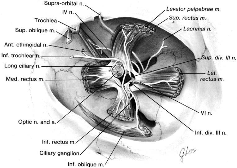Small, penetrating blood vessels and capillaries within the connective tissue septae are the dominant source of nourishment to the axons along the orbital segment of the optic nerve.