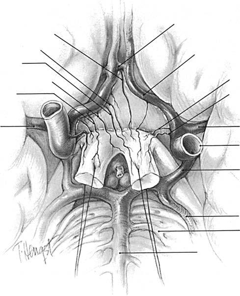 head. (From Risco JM, Grimson BS, Johnson PT. Angioarchitecture of the ciliary artery circulation of the posterior pole.