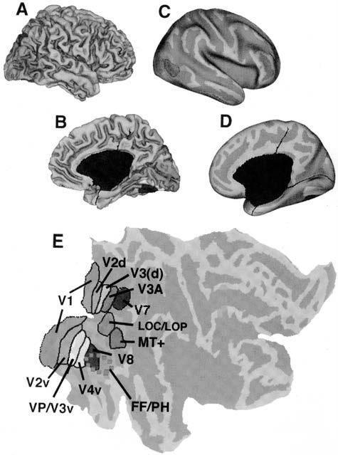 EMBRYOLOGY, ANATOMY, AND PHYSIOLOGY OF THE AFFERENT VISUAL PATHWAY 63 Figure 1.74. How projections from primary visual cortex (V1) and the pulvinar converge in the cortical visual area V2.