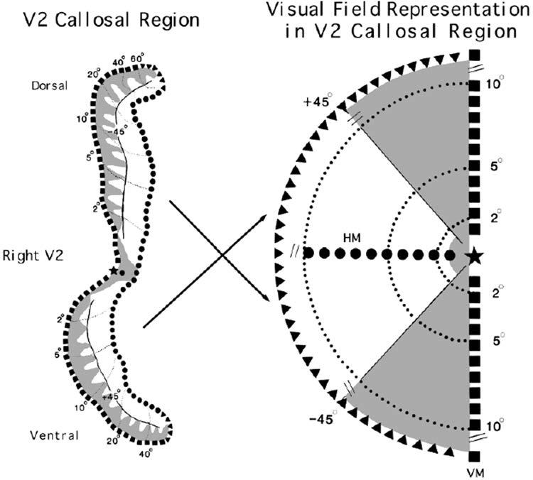 The M, P, and K pathways of the primate visual system. In: Chalupa LM, Werner JSeds. The Visual Neurosciences. Cambridge, MA, MIT Press, 2004 486.) Figure 1.76.