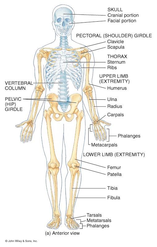 Chapter 7 The Skeletal System:The Axial Skeleton Axial Skeleton 80 bones lie along longitudinal axis skull, hyoid, vertebrae, ribs, sternum, ear ossicles Appendicular