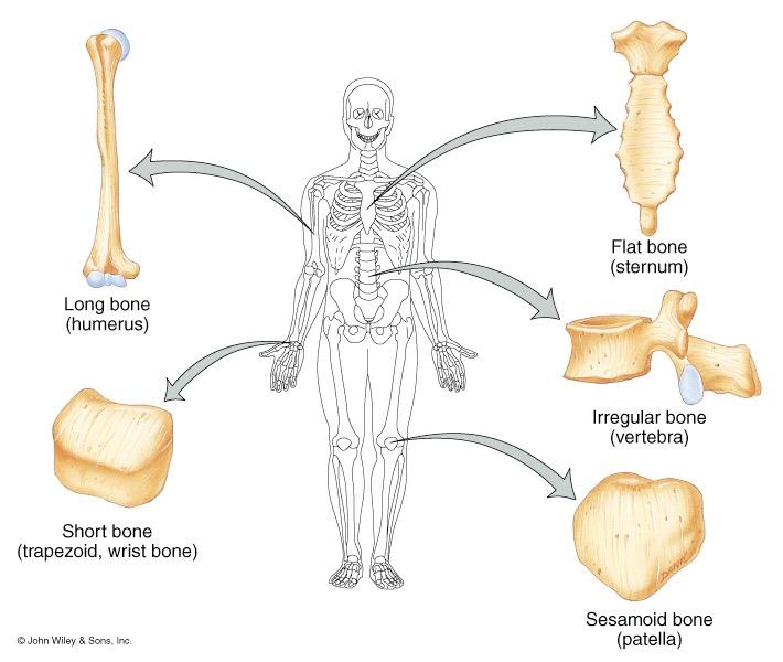 spongy irregular = variable sesamoid = develop in tendons or ligaments (patella) Sutural bones = in joint between skull bones Types of Bones Bone Surface Markings Surface