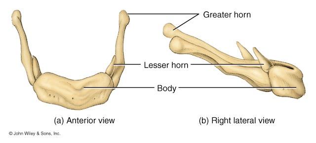 Hyoid Bone U-shaped single bone Articulates with no other bone of the body Suspended by ligament and