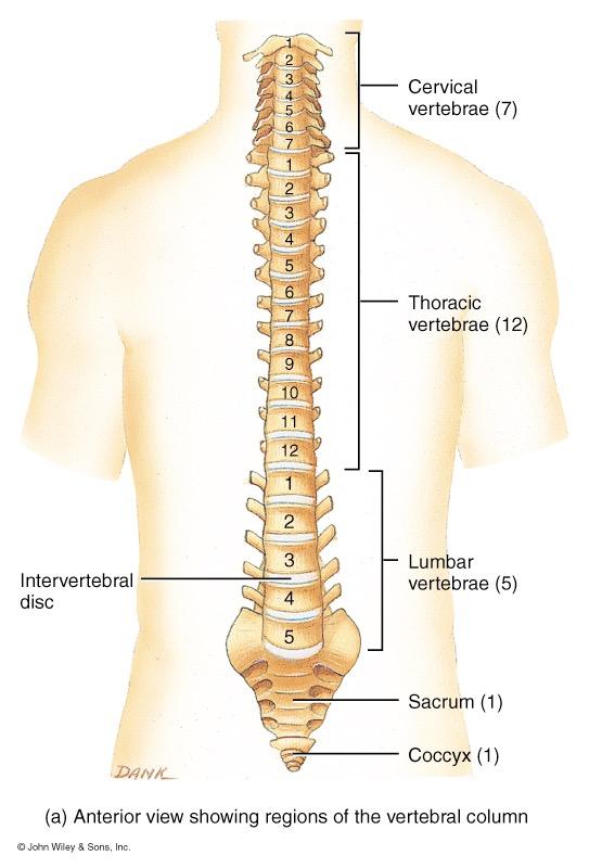 Vertebral Column Backbone or spine built of 26 vertebrae Five vertebral regions cervical vertebrae (7) in