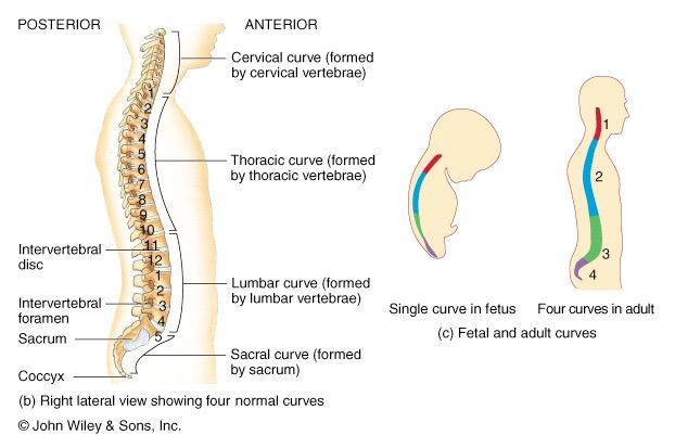 and sacral are formed during fetal development Secondary curves cervical is formed when infant raises