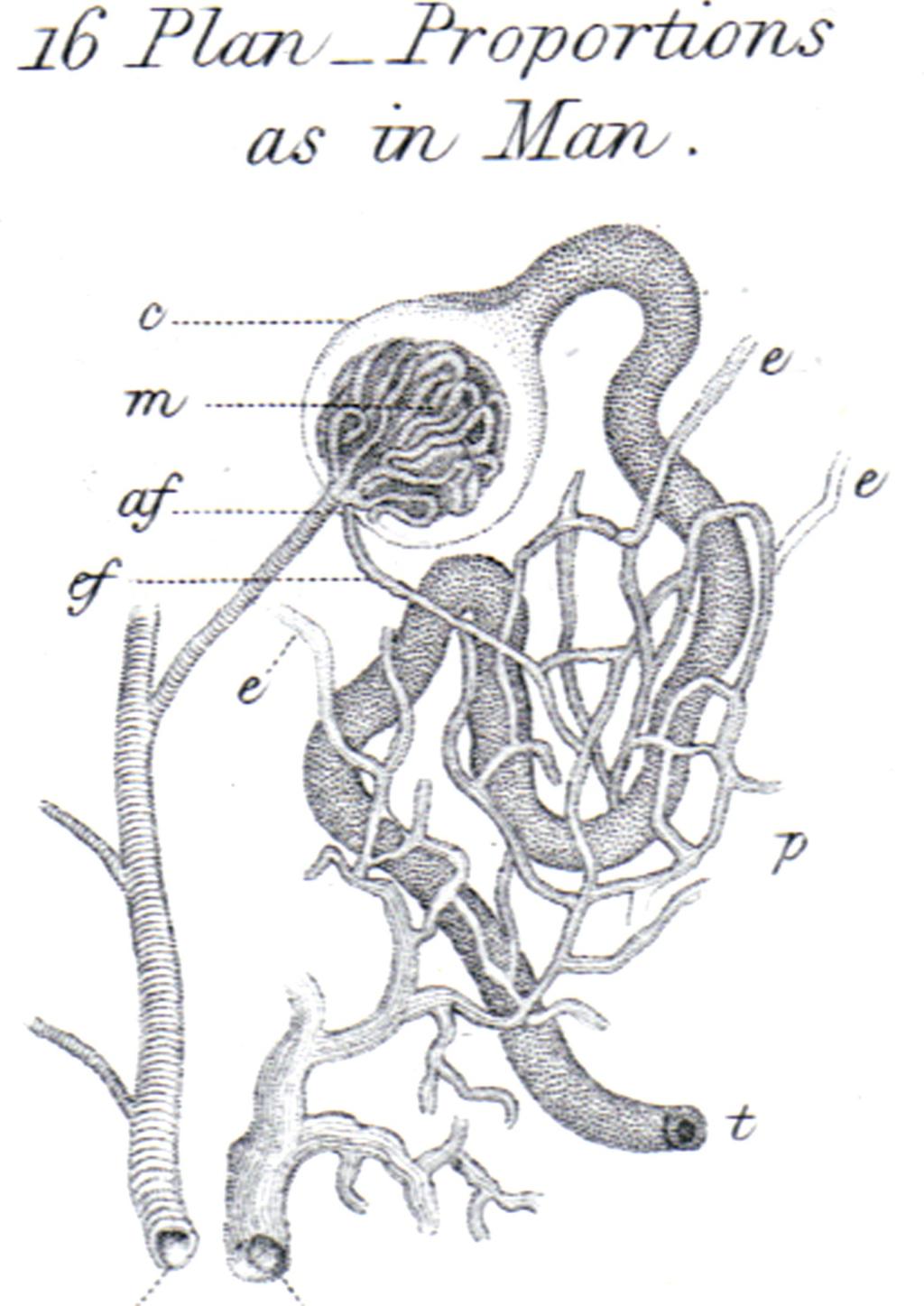 Bowman s drawing of human