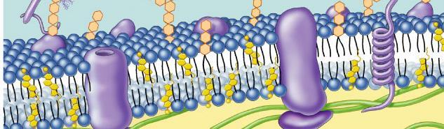 Overview Cell membrane separates living cell from surroundings Controls traffic in & out of the cell