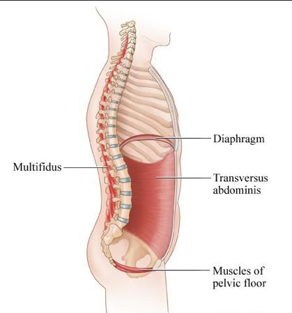 Anatomical Description The lower back (L1-L5) is referred to as the lumbar spine.