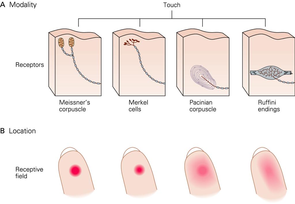 A. In the human hand the submodalities of touch are sensed by four types of mechanoreceptors. Specific tactile sensations occur when distinct types of receptors are activated.