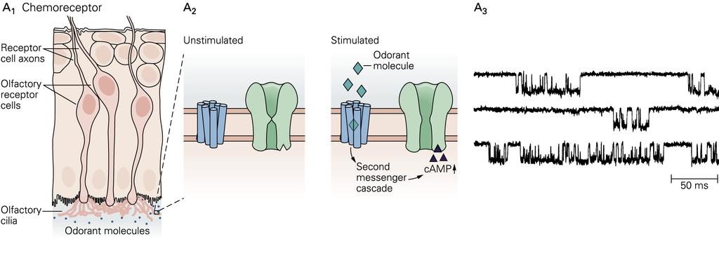 Chemoreceptors A1. The olfactory hair cell is a chemoreceptor that mediates the sense of smell.