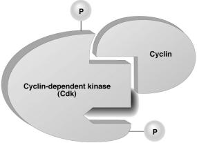 signals Cell cycle signals Cell cycle controls u cyclins regulatory proteins levels cycle in the cell inactivated Cdk u