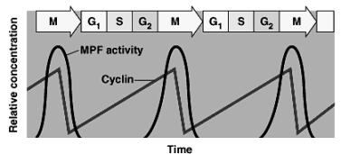 Cdk-cyclin complex triggers passage through different stages of cell cycle 1970s-80s 2001 Cyclins & Cdks Interaction of