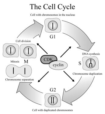 cell Cyclin & Cyclin-dependent kinases CDKs & cyclin drive cell from one phase to next in cell cycle u proper regulation of cell cycle is so key to life that the genes for these