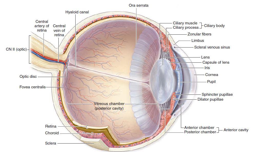A: Layers of the eye and some clinical applications: The eye consists of 3 layers: Sclera, choroid, and Retina.