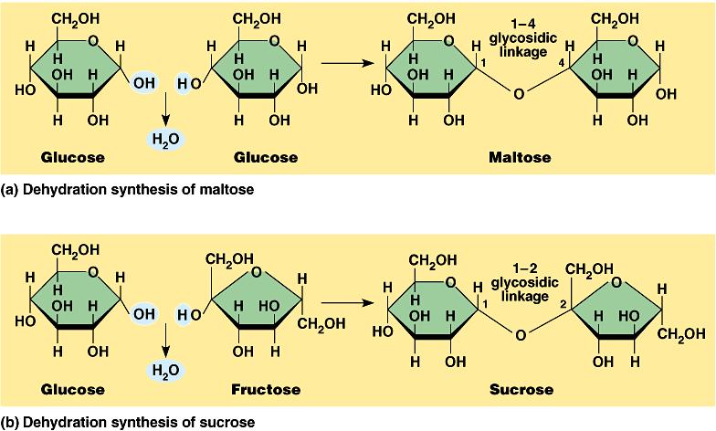 Disaccharides Joined by a glycosidic linkage,