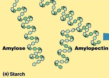 Polysaccharides Formed from a few