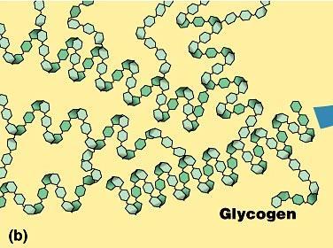 monosaccharides joined by a glycosidic