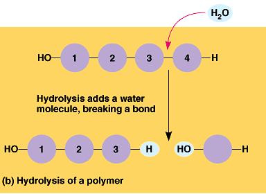 Example digestion of food Dehydration Synthesis and