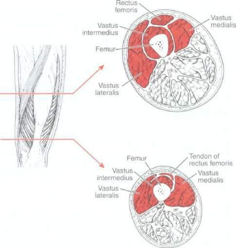 lateral and anterior surfaces) Intermuscular septum (lateral) 197 Vastus lateralis Femur Linea aspera (lateral lip) Greater trochanter (inferior) Intertrochanteric line (via aponeurosis) Gluteal
